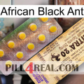 African Black Ant new06